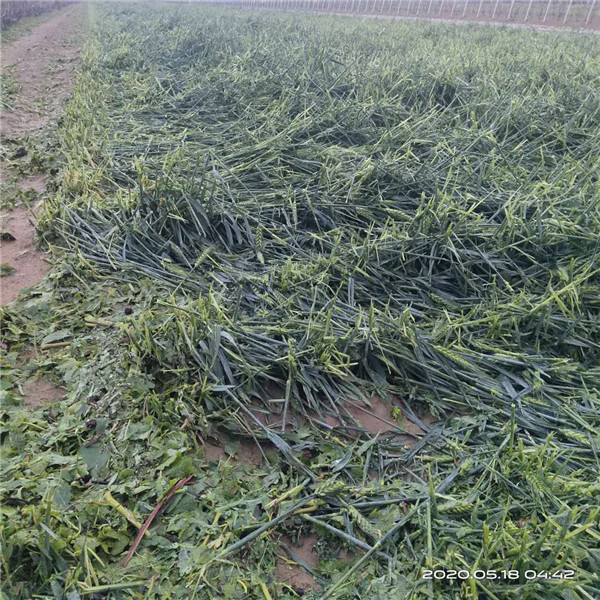 中國(guó)人?？创逑隆暗?青島萊西村莊莊稼受災(zāi)保險(xiǎn)理賠遭遇雙重“標(biāo)準(zhǔn)”