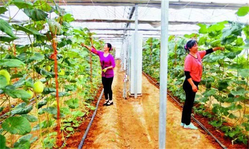 青島萊西：學(xué)史力行“組織力+市場力”變“草”為“金”