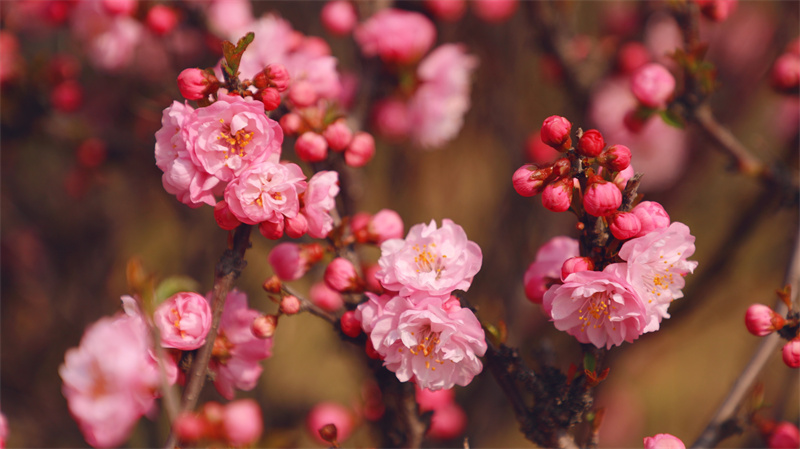 “凝聚精神的力量”恒星學院文化系列報道之二：建設健康永續(xù)的幸福大家庭