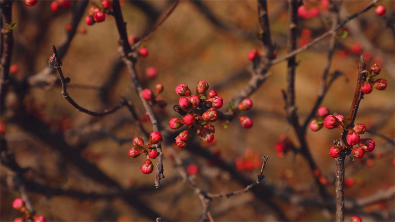 “凝聚精神的力量”恒星學院文化系列報道之三：恒星使命；讓人生更美好