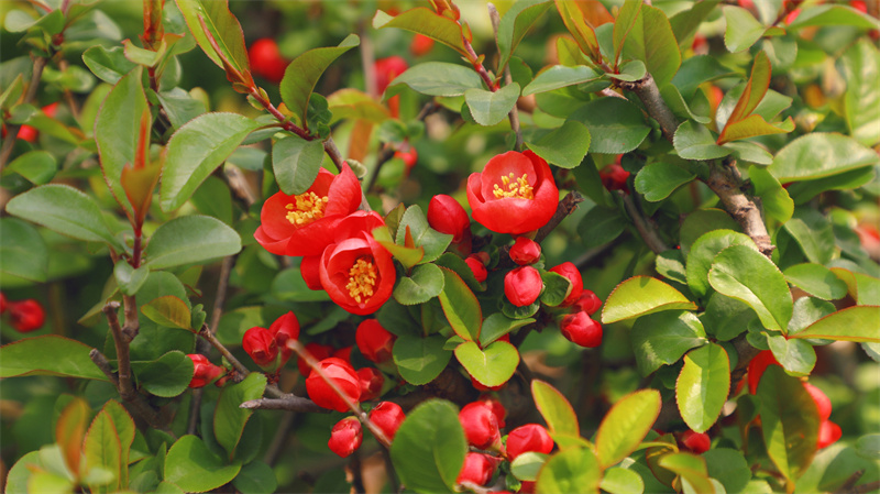 “凝聚精神的力量”恒星學院文化系列報道之四：“三度”追求是恒星最高理想