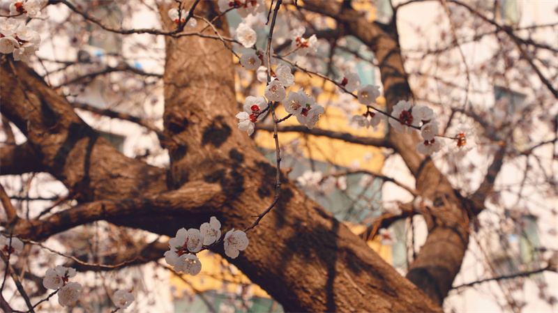 “凝聚精神的力量”恒星學(xué)院文化系列報道之十二：大學(xué)追求