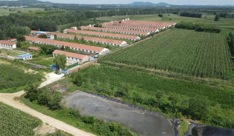 濰坊市昌樂(lè)縣喬官鎮(zhèn)某養(yǎng)豬場(chǎng)“病死豬”隨意丟棄 誰(shuí)來(lái)監(jiān)管？