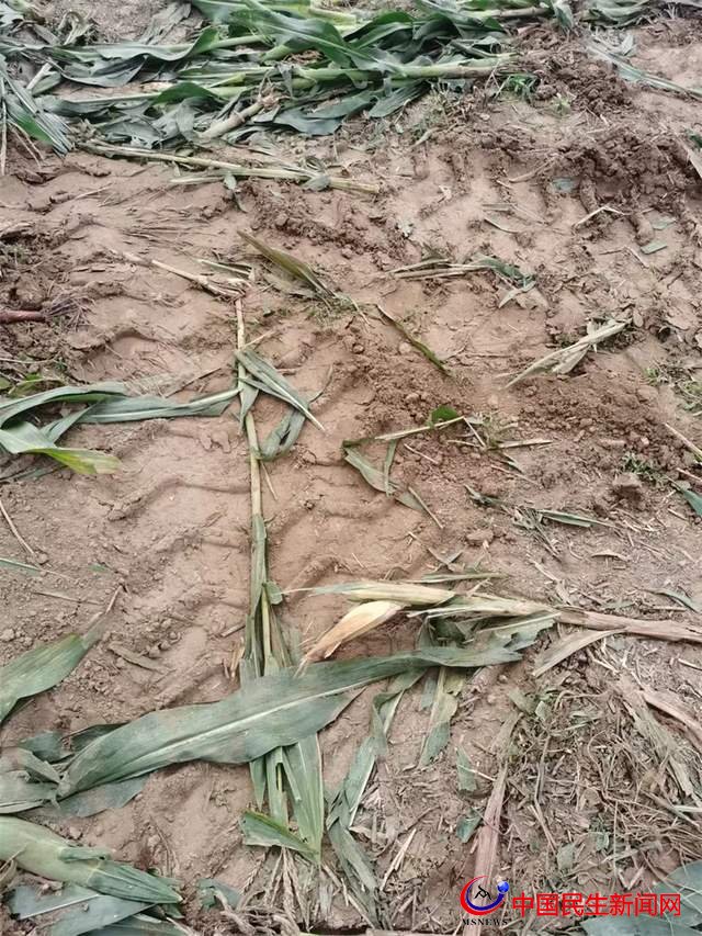 「關(guān)注」濰坊市寒亭區(qū)朱里街道：即將成熟玉米被毀 強(qiáng)占基本農(nóng)田到底是誰(shuí)的理？