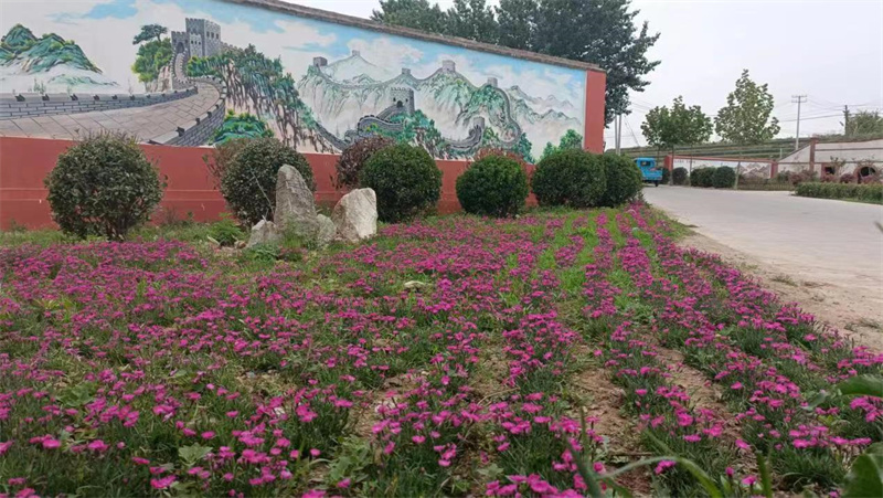 萊西南墅鎮(zhèn)以美麗鄉(xiāng)村建設(shè)為契機(jī)，推動城市更新走深走實(shí)