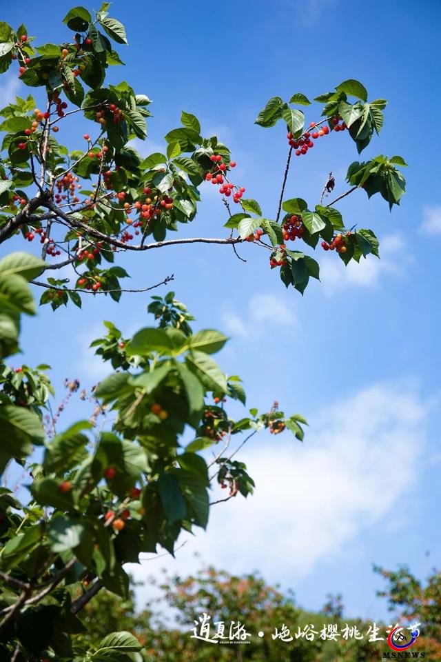 紅了櫻桃，恣了游客，富了村民 ——“山色峪櫻桃生活節(jié)”圓滿收官