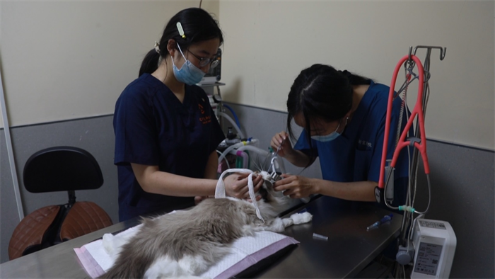 青島市嶗山區(qū)：海洋生物材料撬動(dòng)寵物經(jīng)濟(jì)新賽道